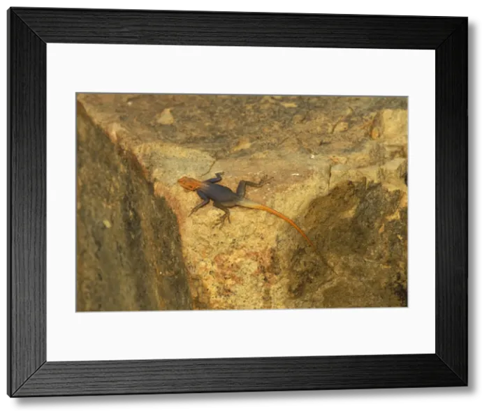 Framed Print : Picture No. 10760662 Framed Print : Picture No. 10760662