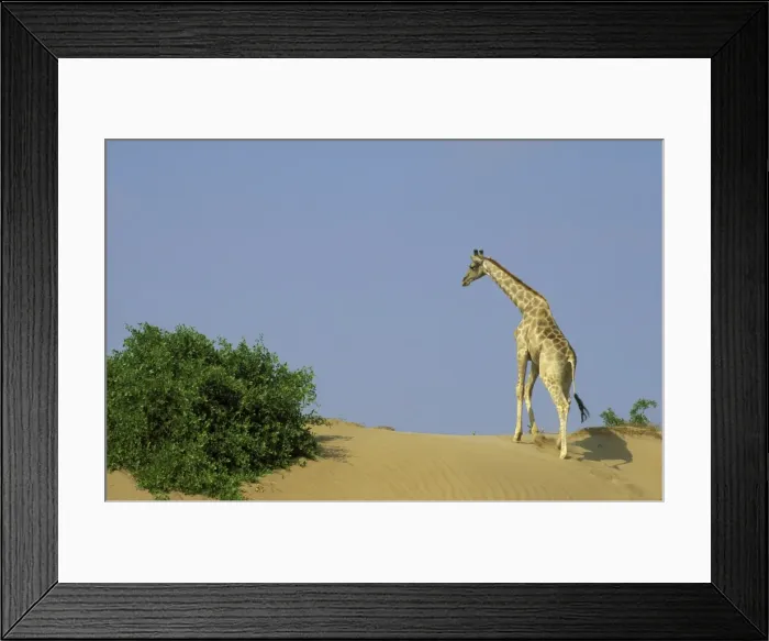 Framed Print : Picture No. 10760661 Framed Print : Picture No. 10760661