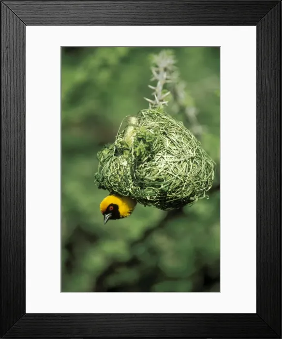 Framed Print : Picture No. 10760669 Framed Print : Picture No. 10760669