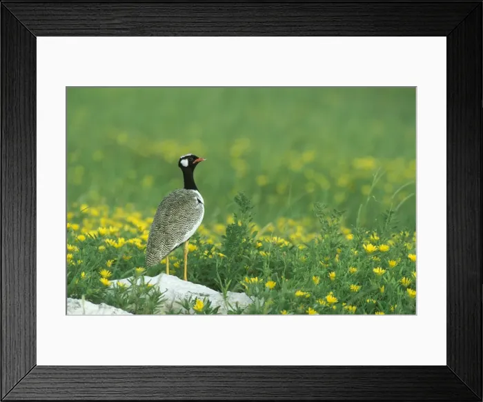 Framed Print : Picture No. 10760670 Framed Print : Picture No. 10760670