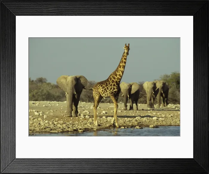 Framed Print : Picture No. 10760671 Framed Print : Picture No. 10760671