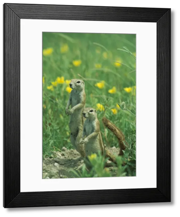 Framed Print : Picture No. 10760673 Framed Print : Picture No. 10760673