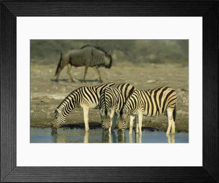 Framed Print : Picture No. 10760676 Framed Print : Picture No. 10760676