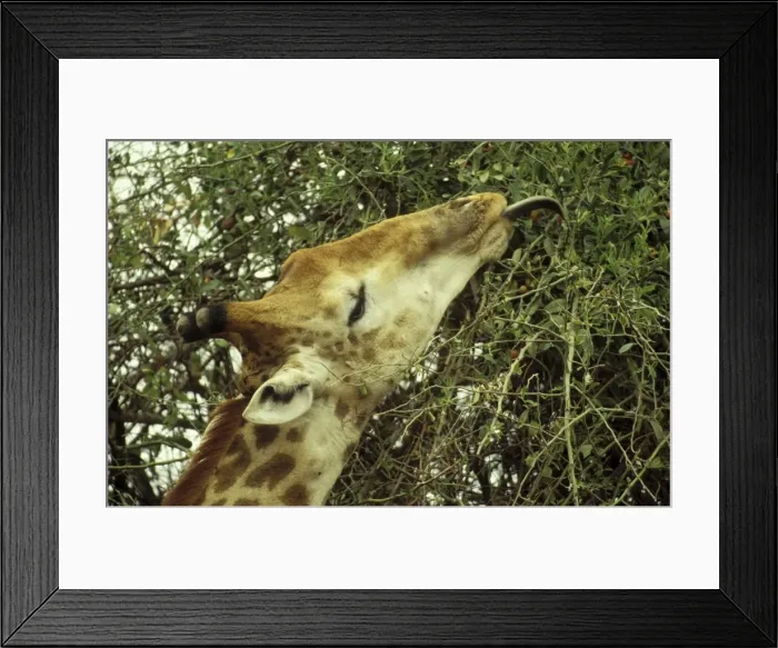 Framed Print : Picture No. 10760680 Framed Print : Picture No. 10760680