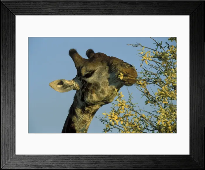 Framed Print : Picture No. 10760681 Framed Print : Picture No. 10760681