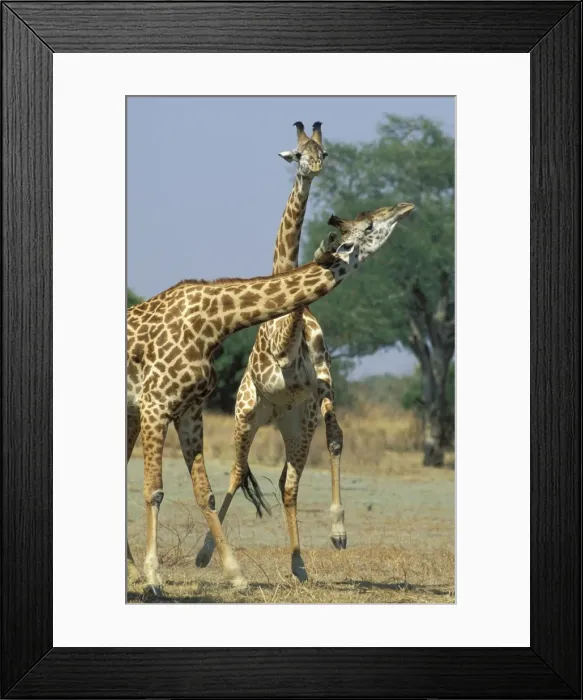 Framed Print : Picture No. 10760685 Framed Print : Picture No. 10760685