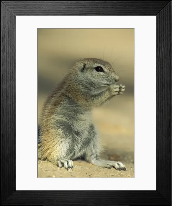Framed Print : Picture No. 10760690 Framed Print : Picture No. 10760690