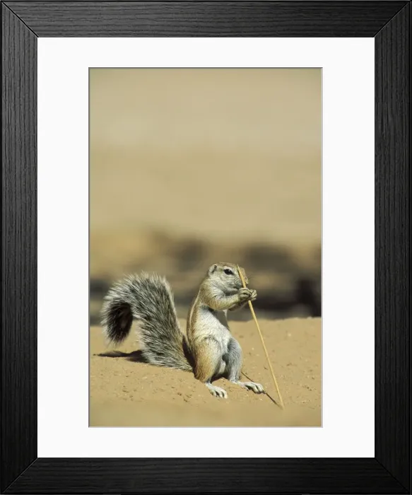 Framed Print : Picture No. 10760692 Framed Print : Picture No. 10760692