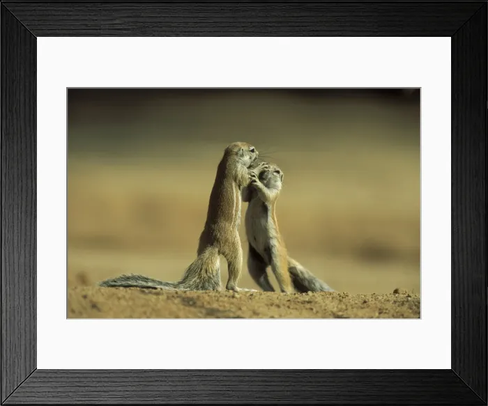 Framed Print : Picture No. 10760689 Framed Print : Picture No. 10760689