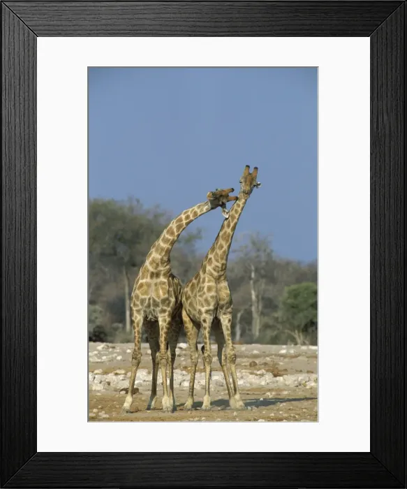 Framed Print : Picture No. 10760683 Framed Print : Picture No. 10760683