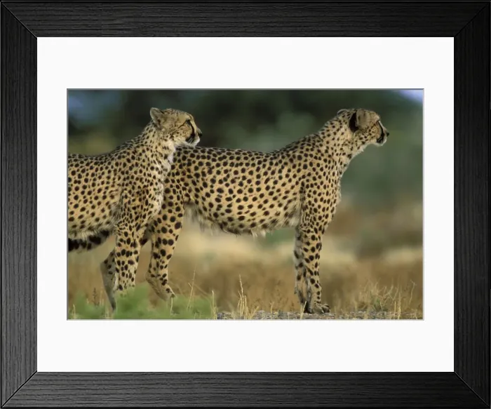 Framed Print : Picture No. 10760702 Framed Print : Picture No. 10760702