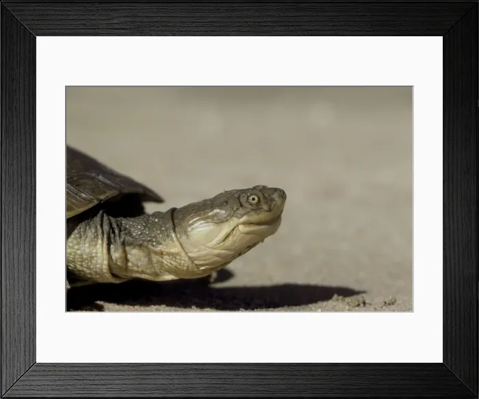 Framed Print : Picture No. 10760705 Framed Print : Picture No. 10760705