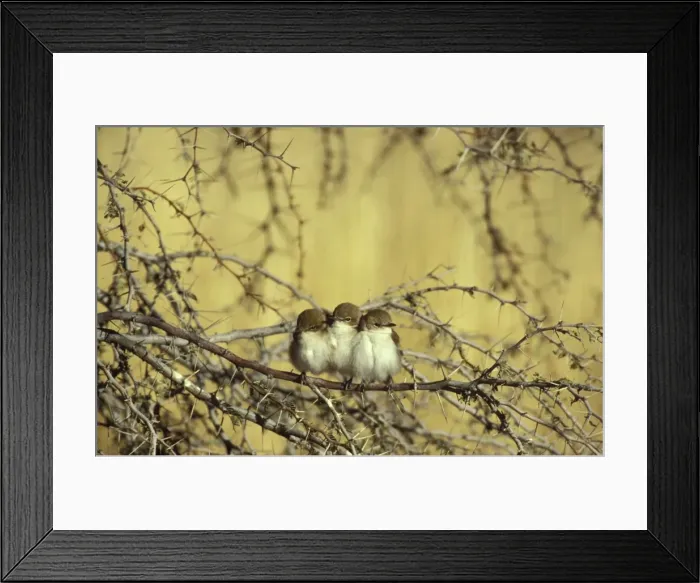 Framed Print : Picture No. 10760706 Framed Print : Picture No. 10760706