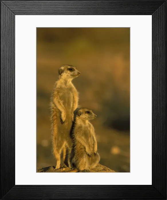 Framed Print : Picture No. 10760709