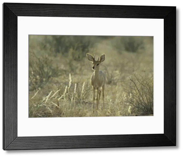 Framed Print : Picture No. 10760710 Framed Print : Picture No. 10760710
