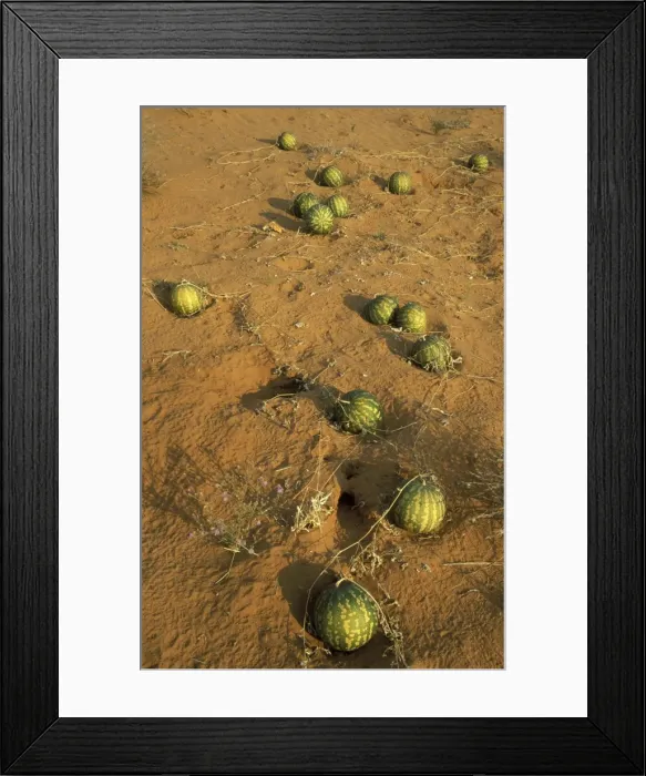 Framed Print : Picture No. 10760708 Framed Print : Picture No. 10760708