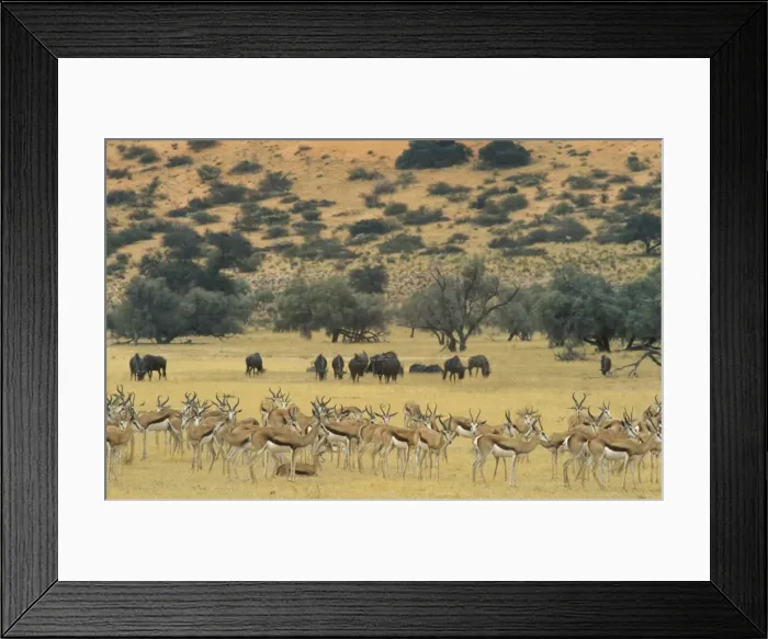 Framed Print : Picture No. 10760711