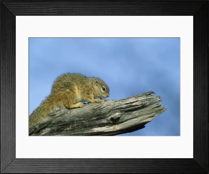 Framed Print : Picture No. 10760713