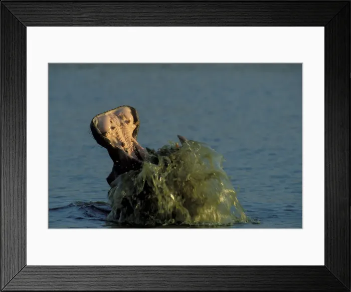 Framed Print : Picture No. 10760716 Framed Print : Picture No. 10760716