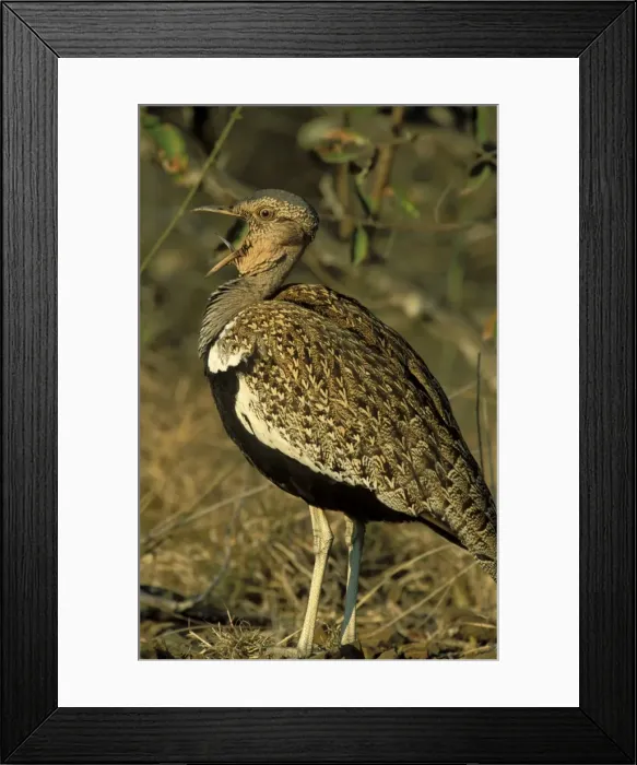 Framed Print : Picture No. 10760714 Framed Print : Picture No. 10760714