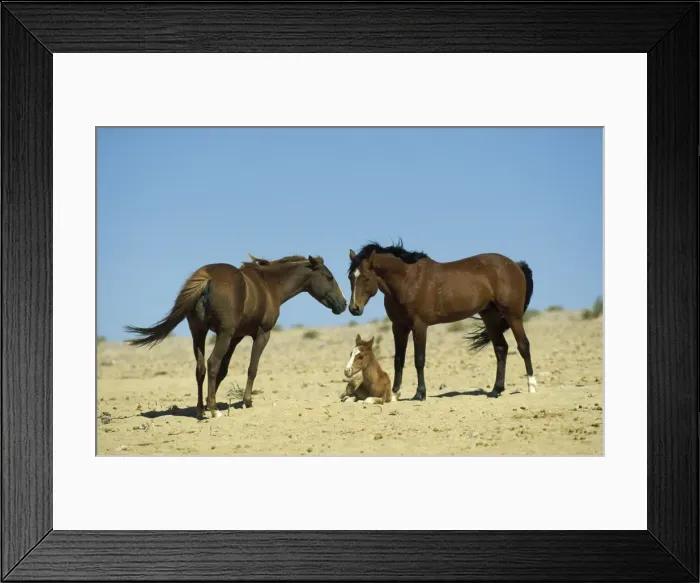 Framed Print : Picture No. 10760741 Framed Print : Picture No. 10760741