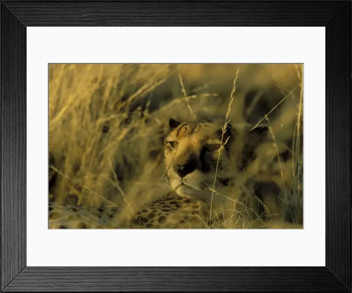 Framed Print : Picture No. 10760749 Framed Print : Picture No. 10760749