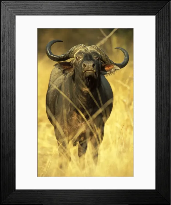 Framed Print : Picture No. 10760750 Framed Print : Picture No. 10760750