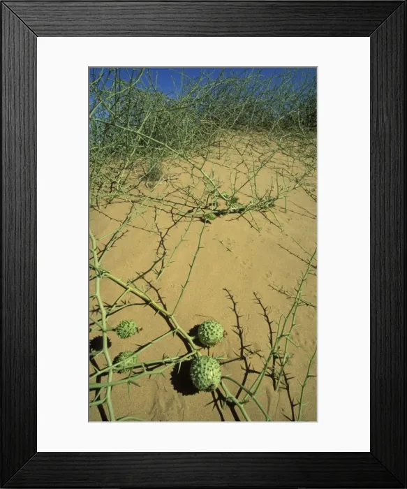 Framed Print : Picture No. 10760746 Framed Print : Picture No. 10760746