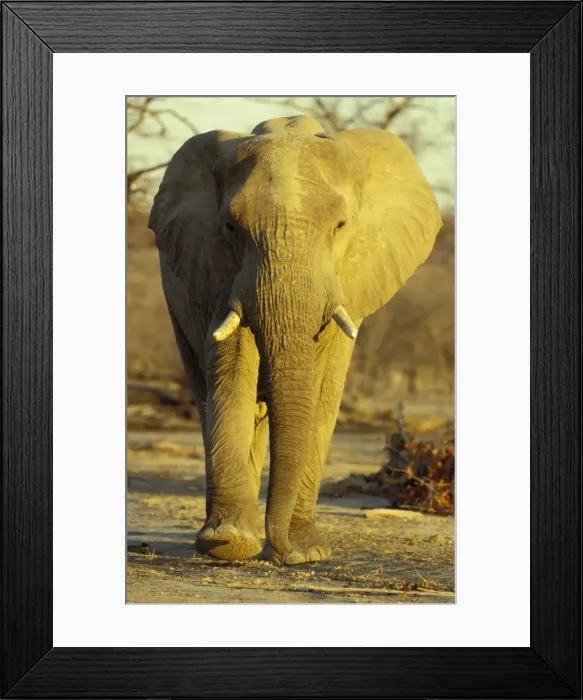 Framed Print : Picture No. 10760751