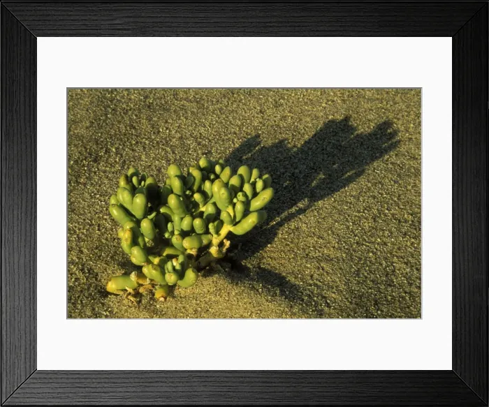 Framed Print : Picture No. 10760747