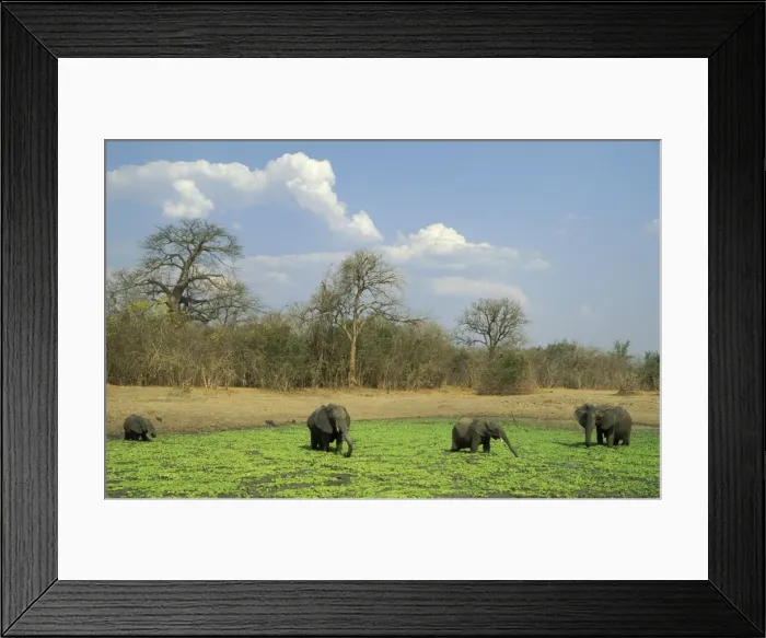 Framed Print : Picture No. 10760752 Framed Print : Picture No. 10760752