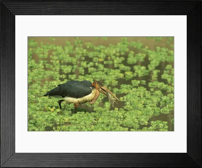 Framed Print : Picture No. 10760754 Framed Print : Picture No. 10760754