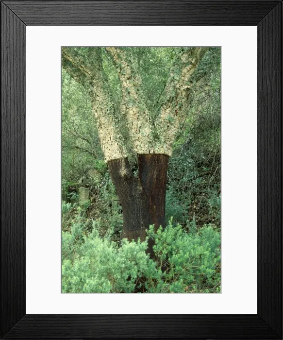 Framed Print : Picture No. 10760783 Framed Print : Picture No. 10760783