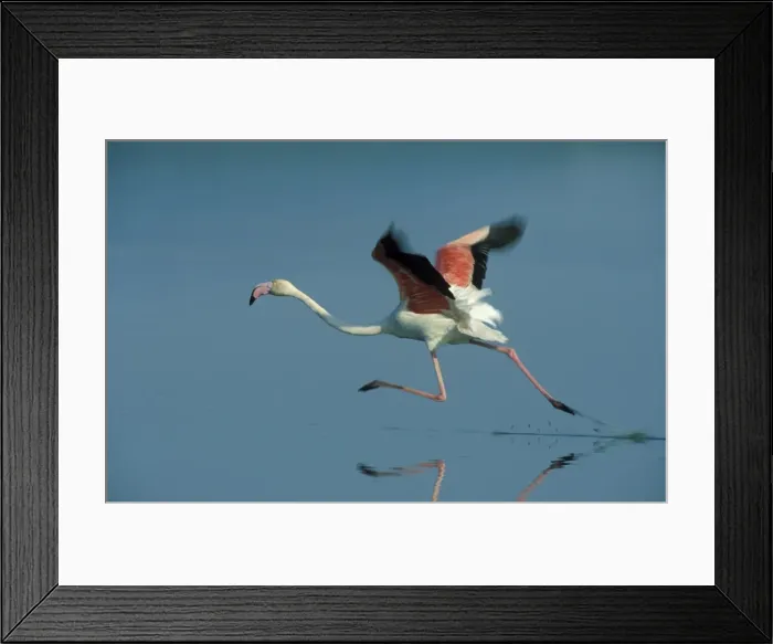 Framed Print : Picture No. 10760780