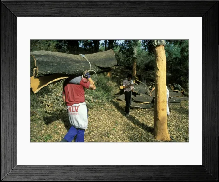 Framed Print : Picture No. 10760786 Framed Print : Picture No. 10760786
