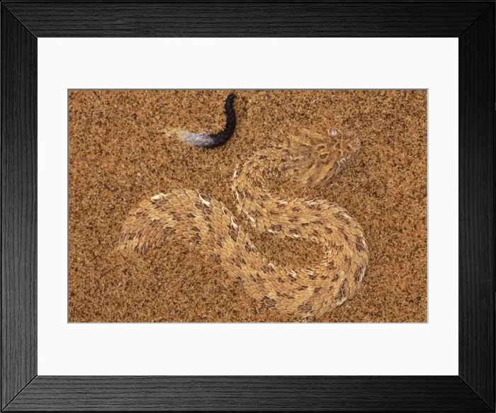Framed Print : Picture No. 10760789 Framed Print : Picture No. 10760789