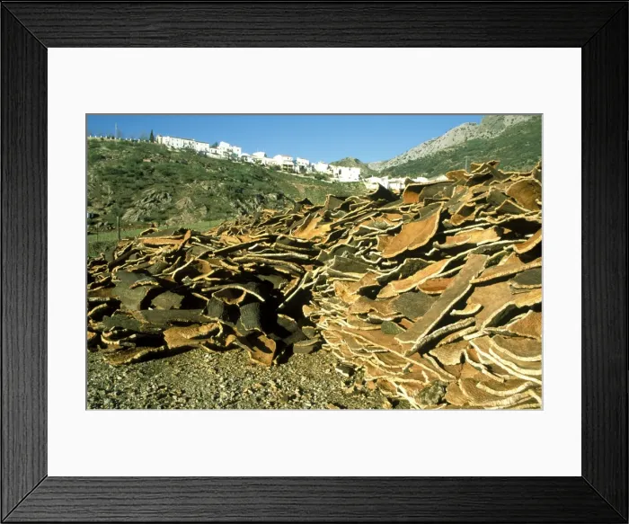 Framed Print : Picture No. 10760784 Framed Print : Picture No. 10760784