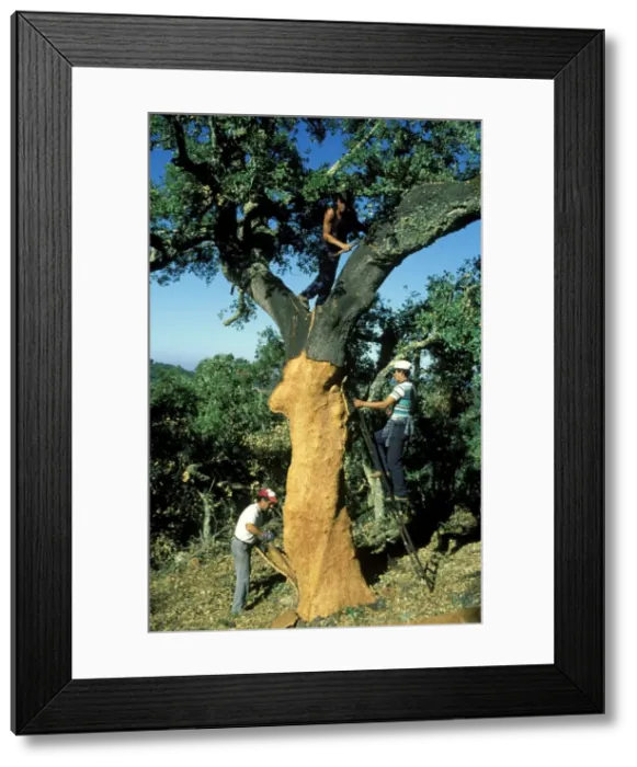 Framed Print : Picture No. 10760785 Framed Print : Picture No. 10760785