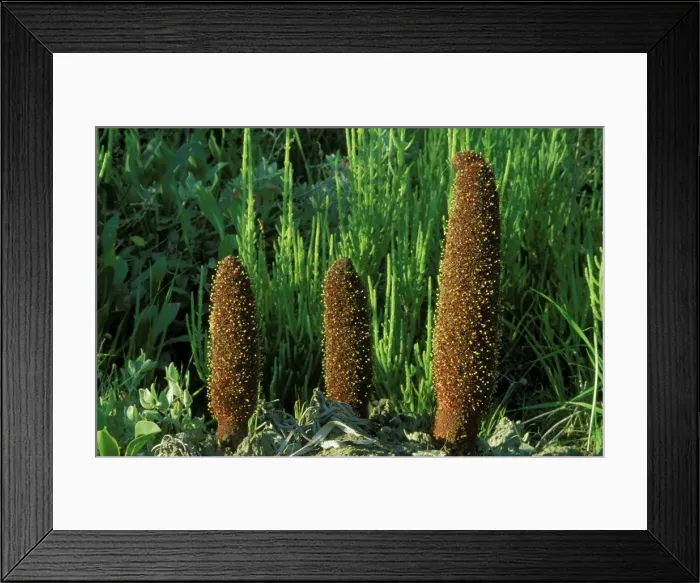 Framed Print : Picture No. 10760802 Framed Print : Picture No. 10760802