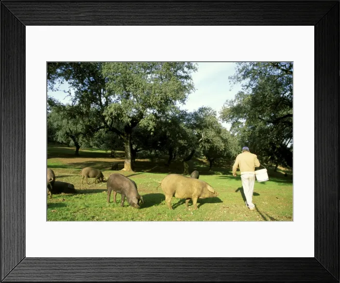 Framed Print : Picture No. 10760803 Framed Print : Picture No. 10760803