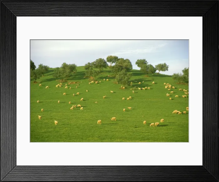 Framed Print : Picture No. 10760801 Framed Print : Picture No. 10760801