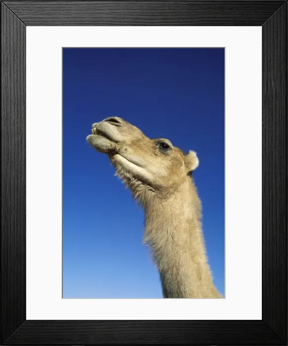 Framed Print : Picture No. 10760816 Framed Print : Picture No. 10760816