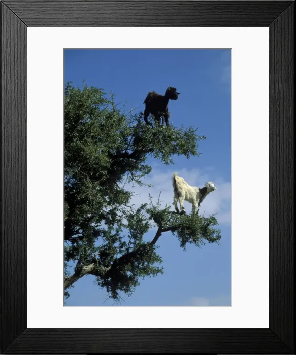Framed Print : Picture No. 10760817 Framed Print : Picture No. 10760817