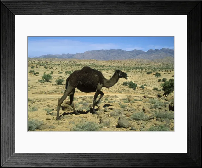 Framed Print : Picture No. 10760819 Framed Print : Picture No. 10760819