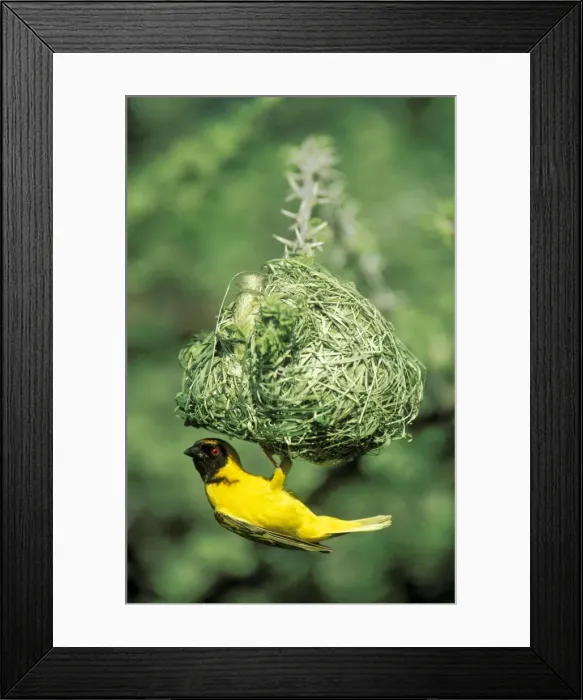 Framed Print : Picture No. 10760822 Framed Print : Picture No. 10760822