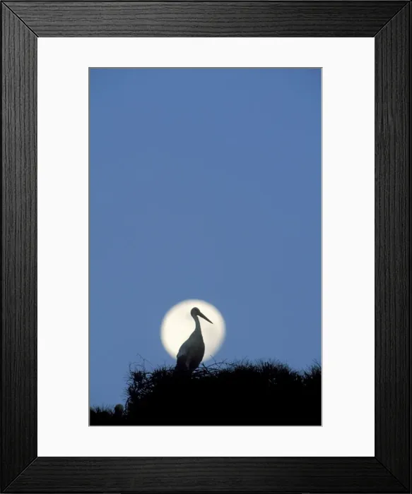 Framed Print : Picture No. 10760821 Framed Print : Picture No. 10760821