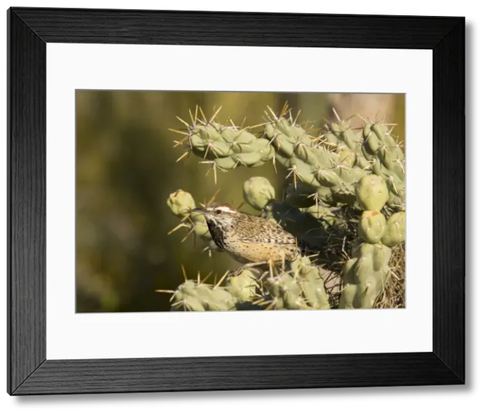 Framed Print : Picture No. 10760861 Framed Print : Picture No. 10760861