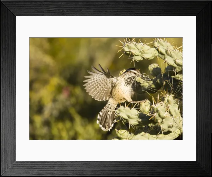 Framed Print : Picture No. 10760863 Framed Print : Picture No. 10760863