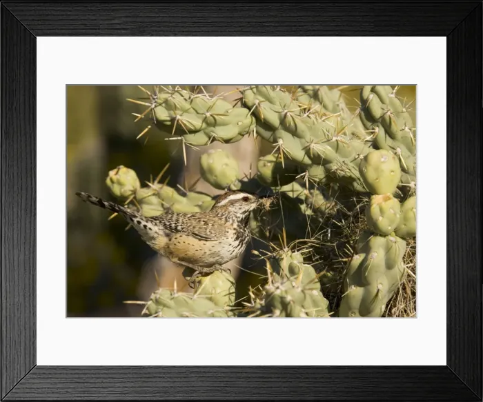 Framed Print : Picture No. 10760862 Framed Print : Picture No. 10760862