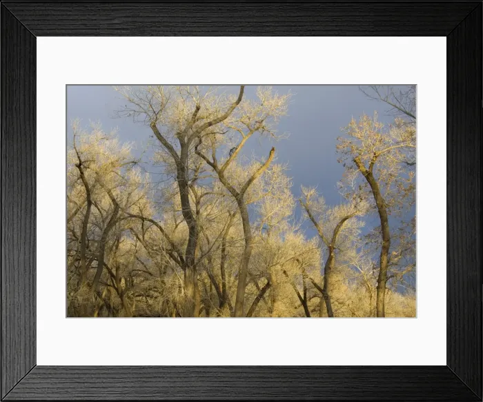 Framed Print : Picture No. 10760859 Framed Print : Picture No. 10760859
